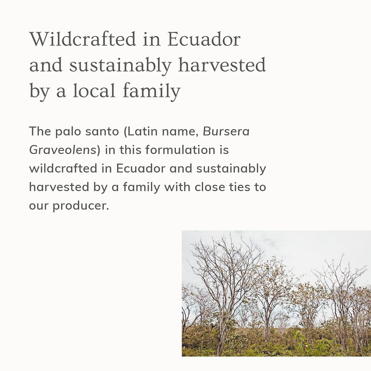 Annmarie Skin Care Palo Santo Hair & Body Mist (4oz)