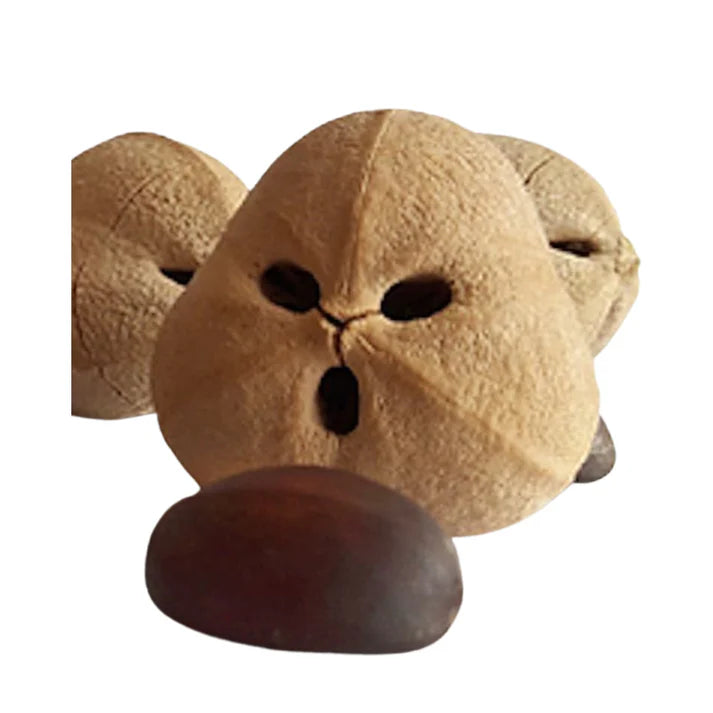 Qualerex Beauty Cacay Oil • Natural Retinol Alternative • Reduce Wrinkles & Boosts Collagen Production